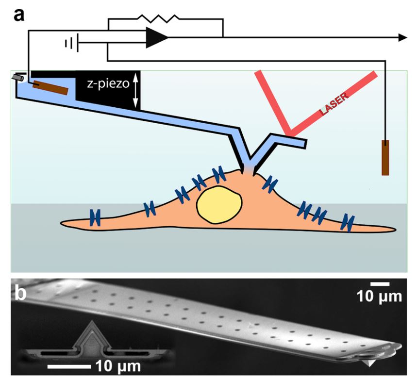 Electrical FluidFM