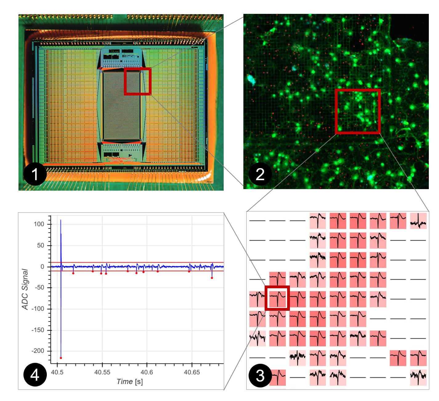 1_Neuronal_Networks_CMOS