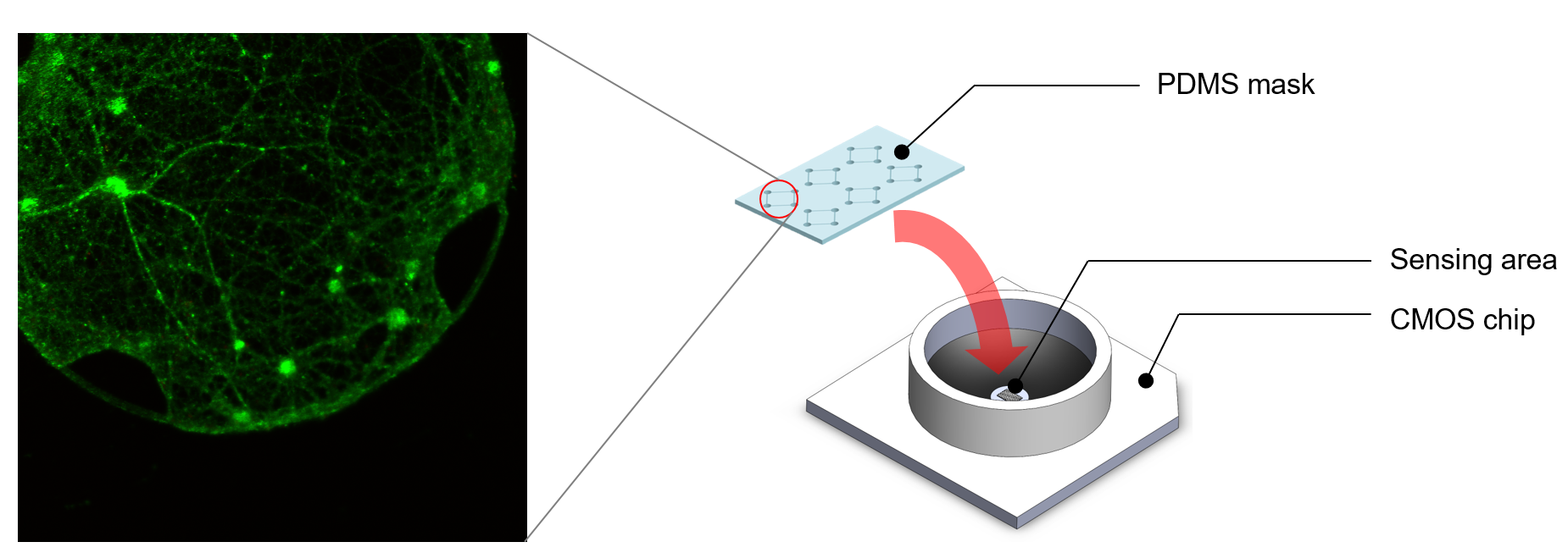 2_PDMS_Engineered_Networks