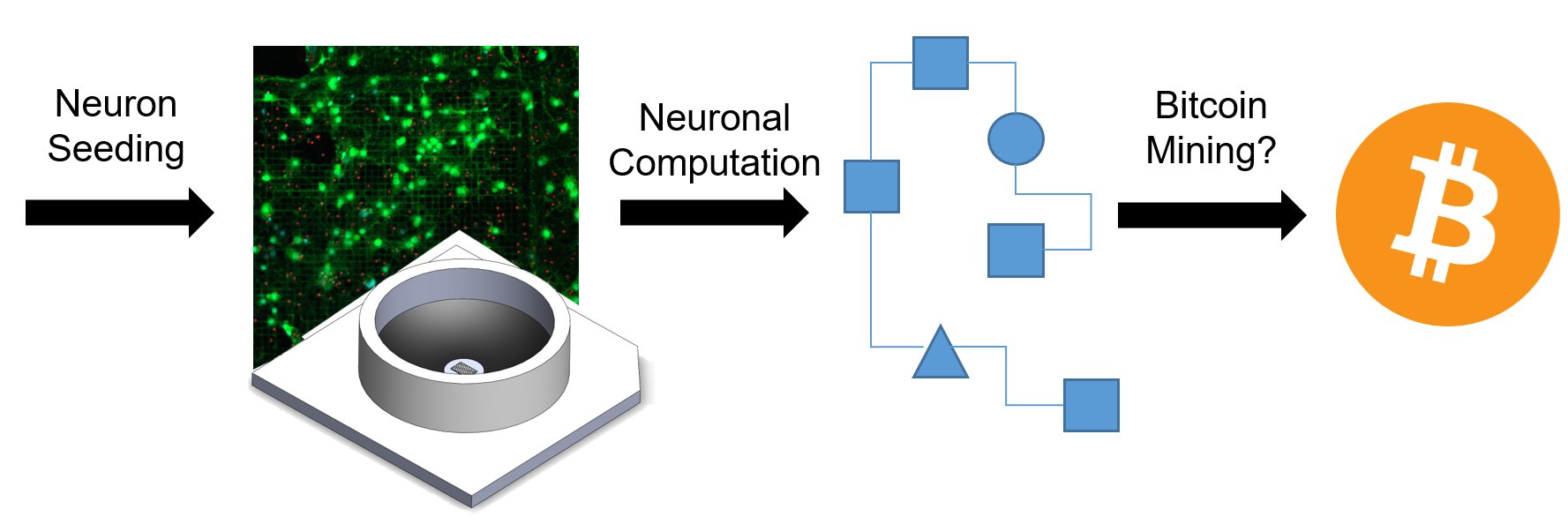 4_Neural_Computation