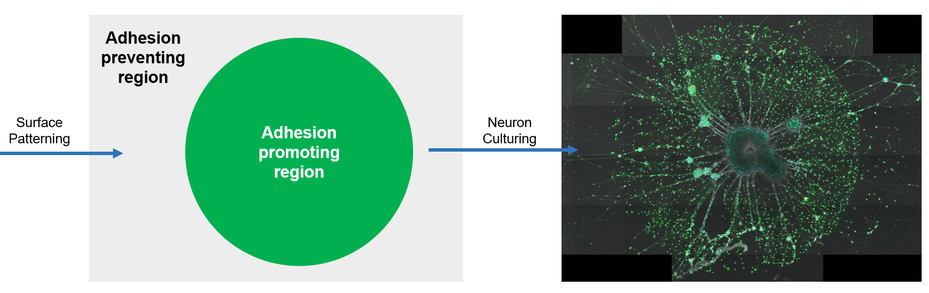 3_Patterning_Neurons