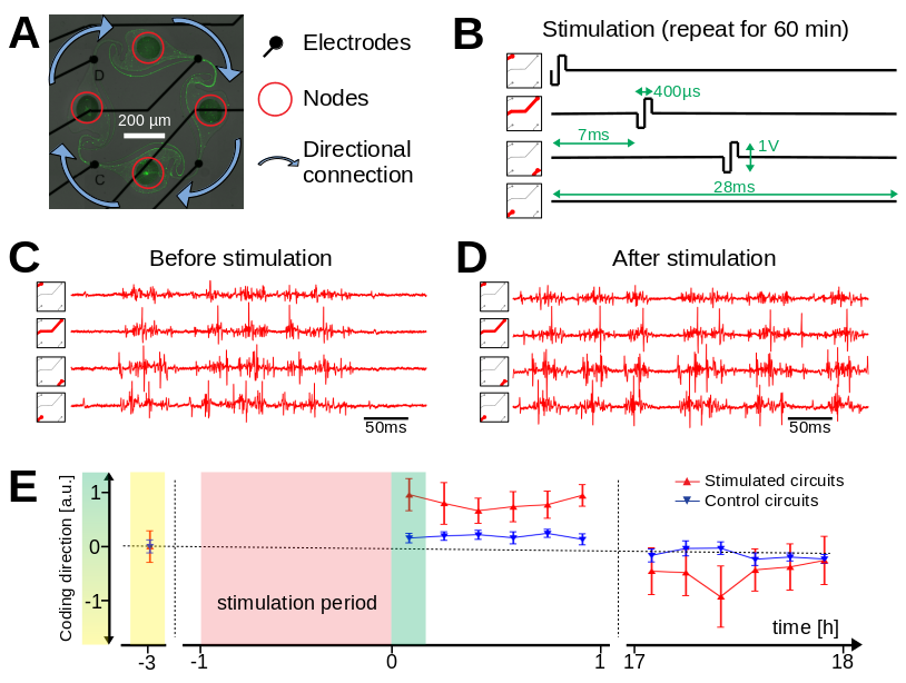 Activity induced plasticity