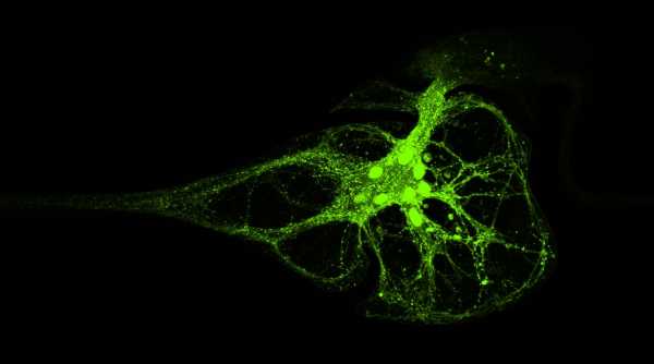 Staining of Pre-Synaptic Protein