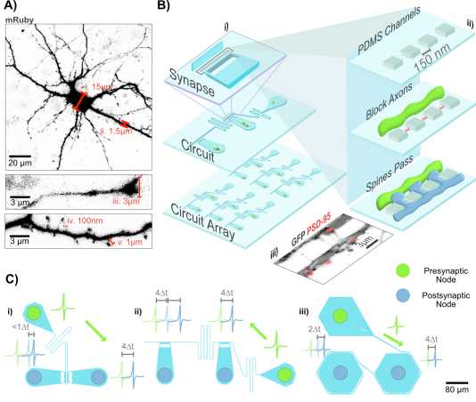 Nanoscale Restriction for Patterning Synapses